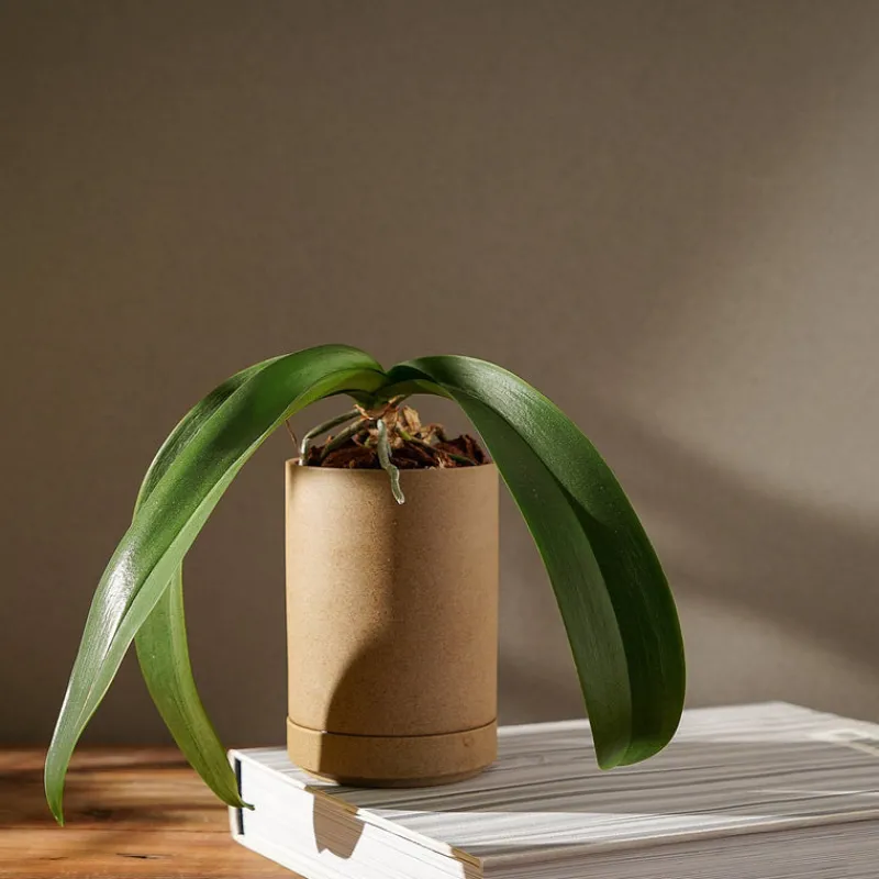 Hasami Porcelain Planter Hot