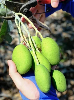Yun Hai Taiwanese Pantry Yun Hai Selection Dried Fruit: Green Mango 雲海嚴選情人果乾 Outlet
